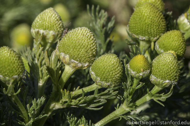 pineappleweed